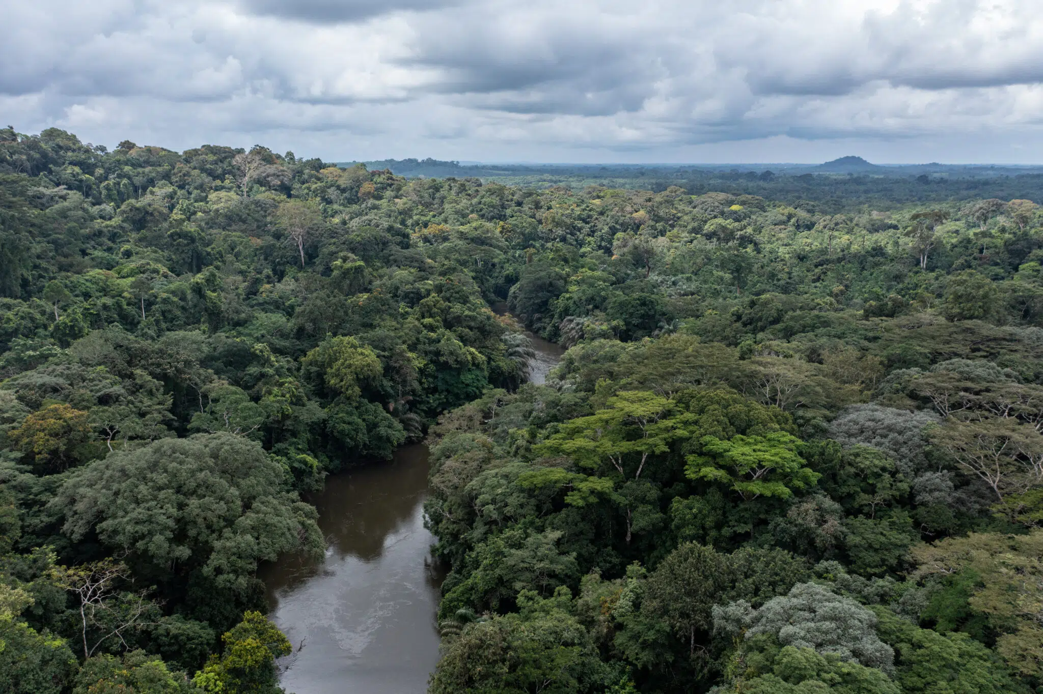 Forest Protection