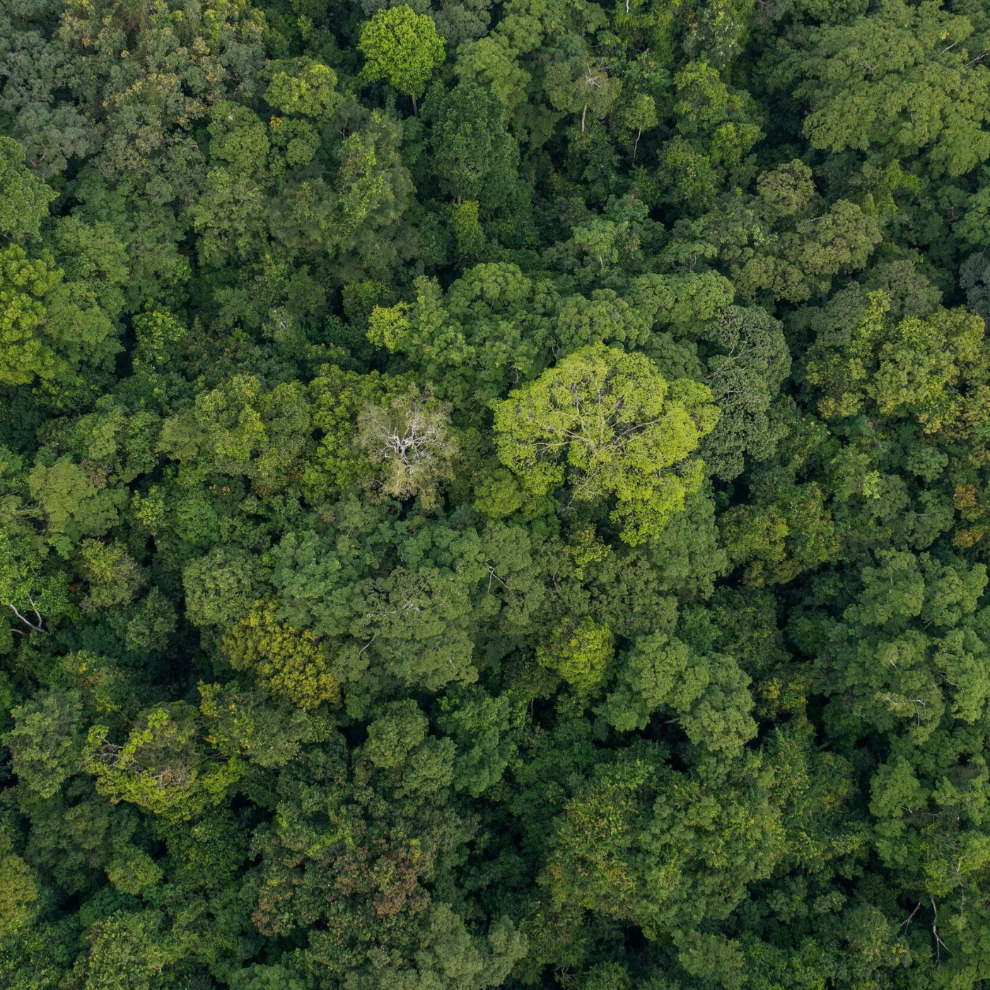 Forest Management