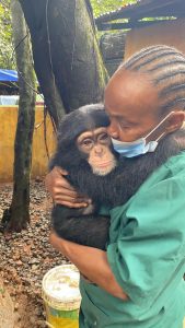 chimpanzee with Sierra Leonian lady wearing a mask