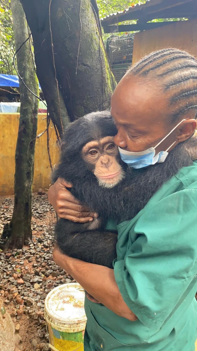 chimpanzee with Sierra Leonian lady wearing a mask