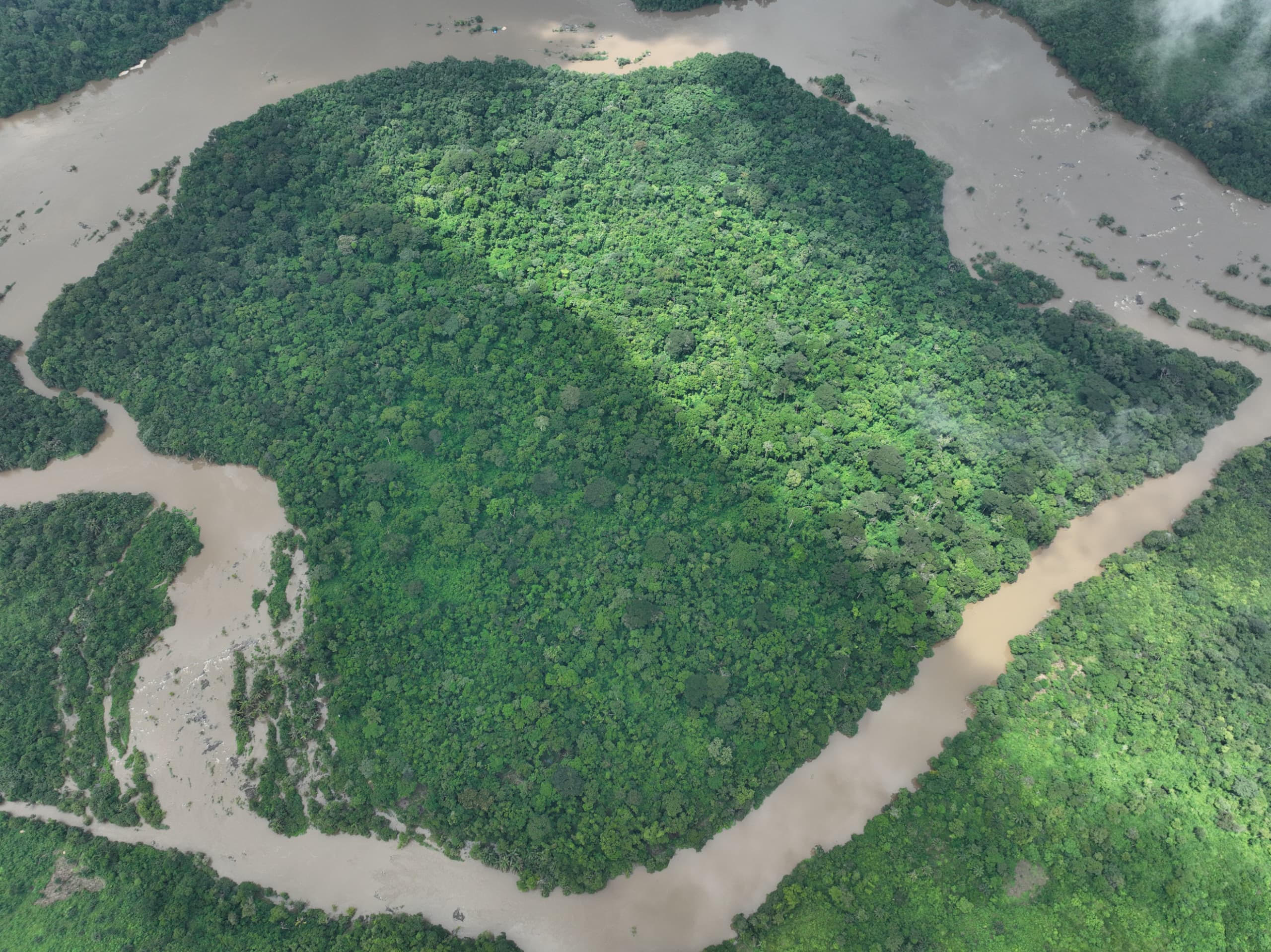 Moa river island forest habitat
