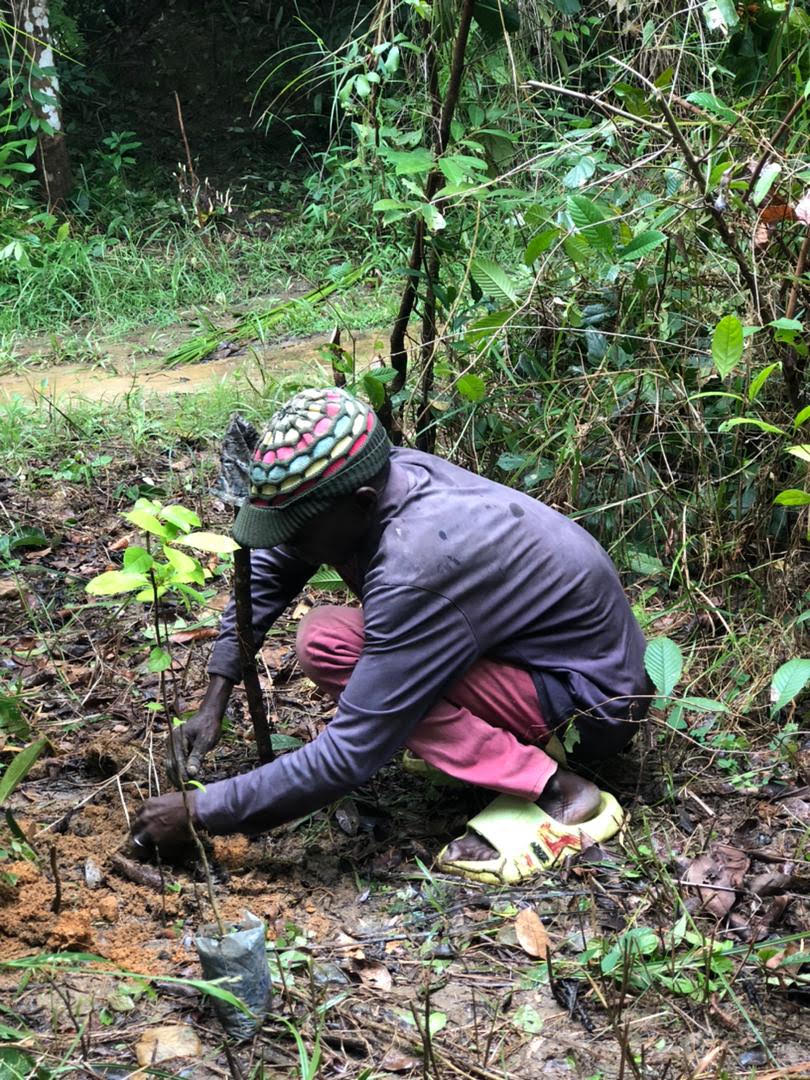 Community reforestation